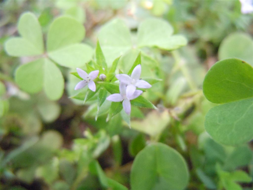 Pianta piccolissima - Sherardia arvensis